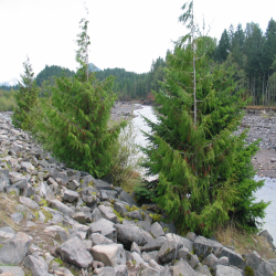 MtRainier  IMG_3445.JPG